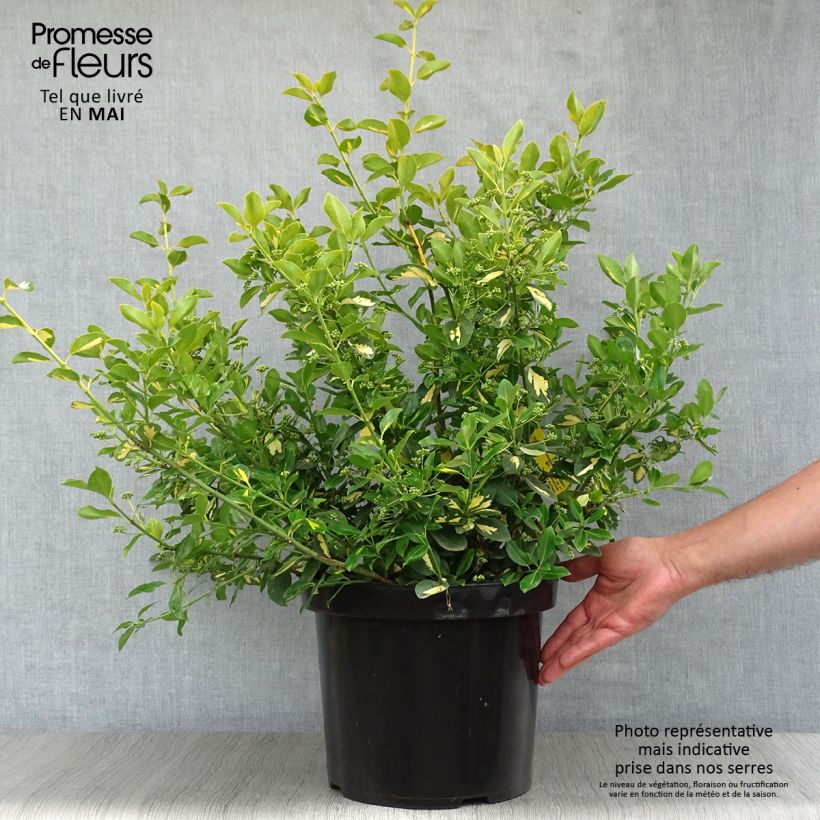 Example of Euonymus fortunei Blondy - Fusain persistant panaché Pot de 7,5L/10L as you get in printemps
