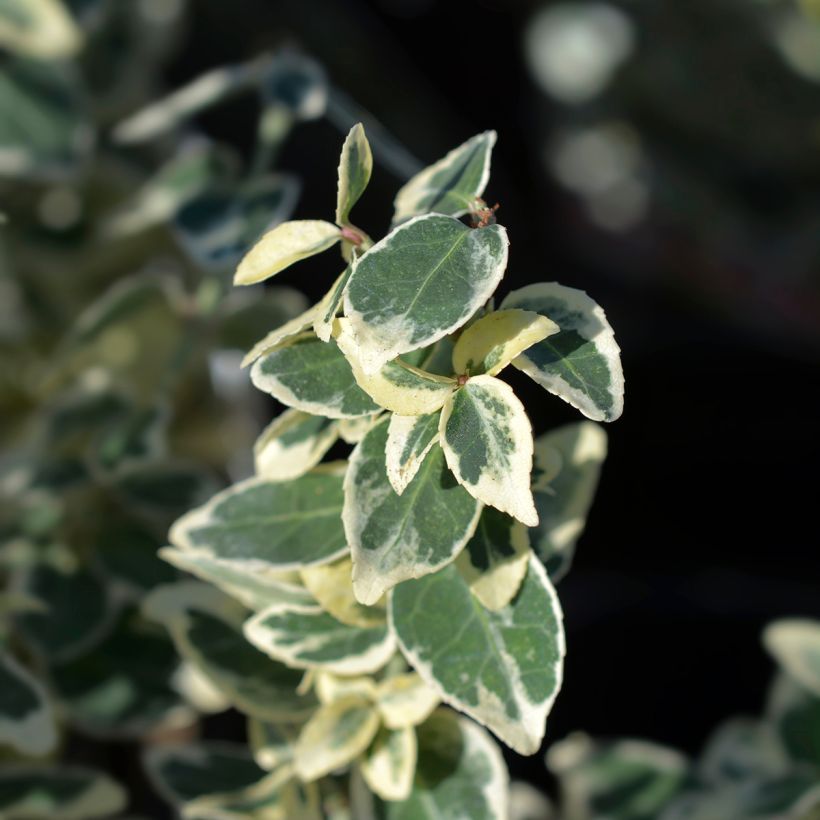 Euonymus fortunei Dan's Delight - Fusain persistant (Foliage)