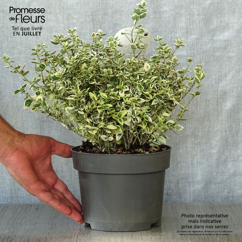 Spécimen de Euonymus fortunei Dan's Delight - Fusain persistant Pot de 2L/3L tel que livré en été