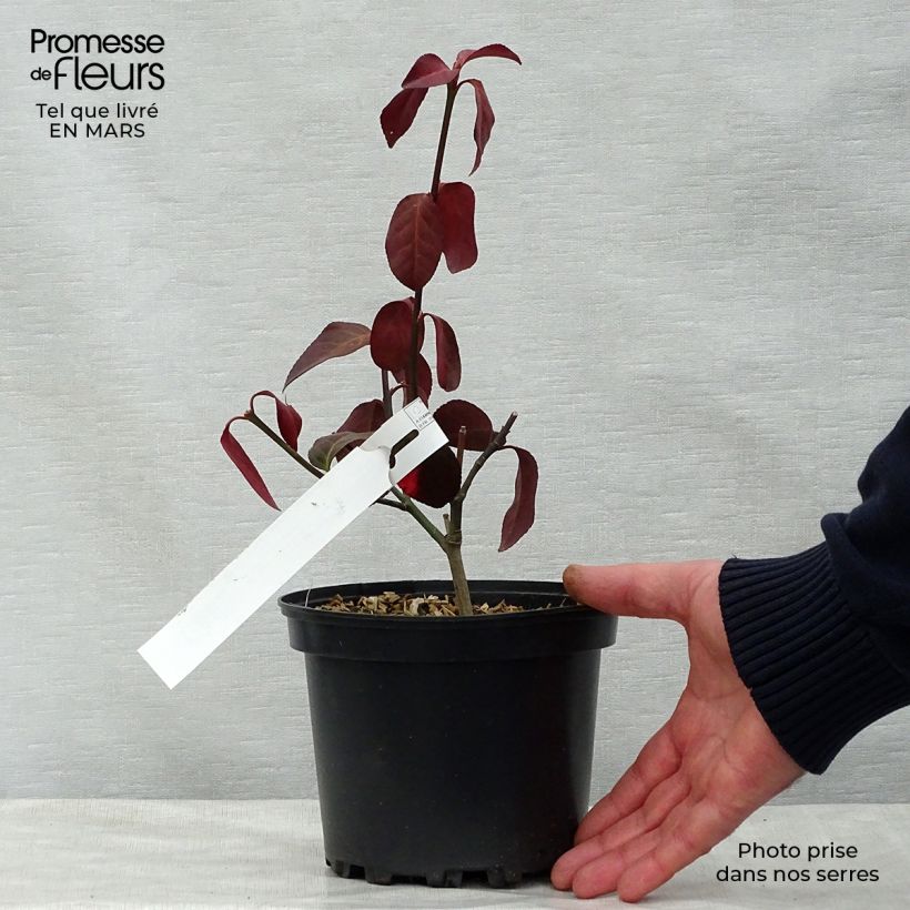 Spécimen de Euonymus fortunei Dart's Blanket - Fusain rampant Pot de 2L/3L tel que livré au printemps