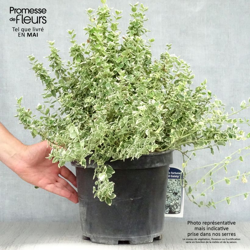 Example of Euonymus fortunei Emerald Gaiety - Fusain Pot de 7,5L/10L as you get in printemps