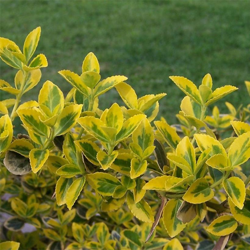 Euonymus fortunei Emerald 'n gold - Fusain (Feuillage)