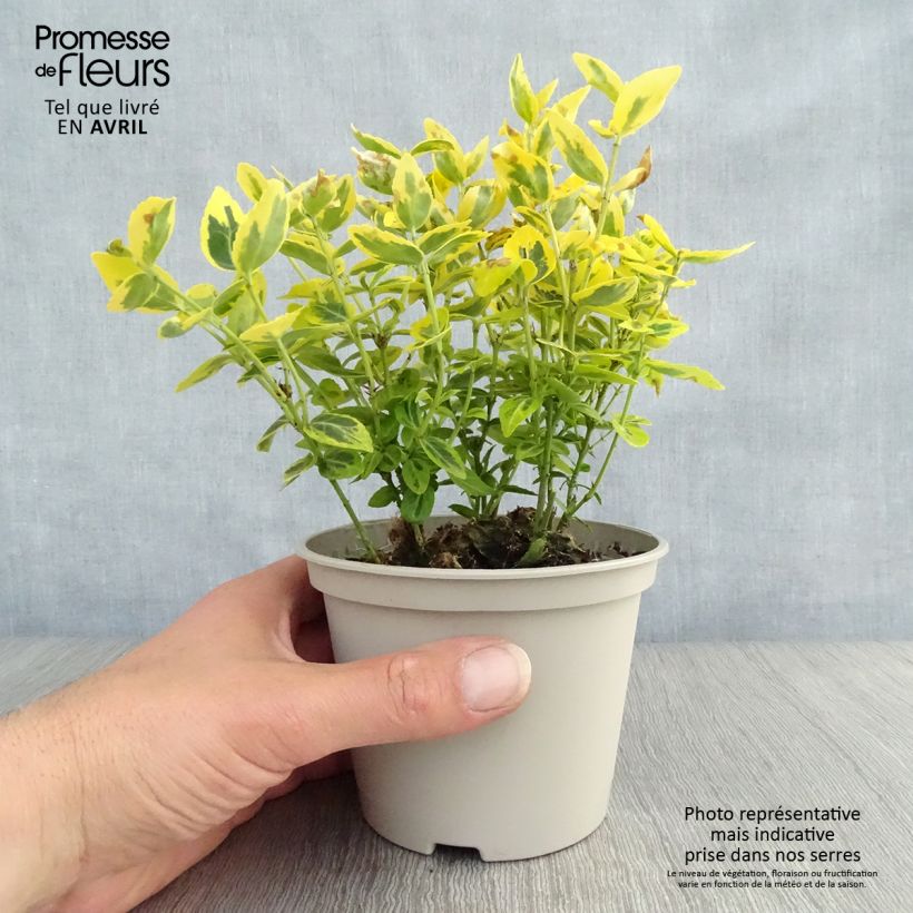 Spécimen de Euonymus fortunei Emerald 'n gold - Fusain Pot de 1L/1,5L tel que livré au printemps