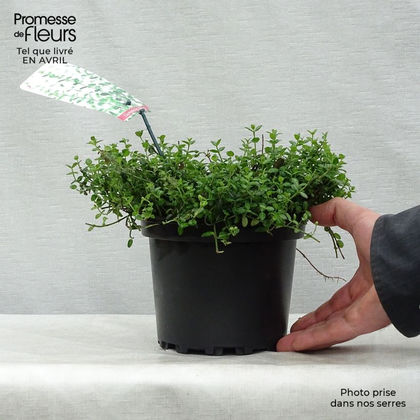 Spécimen de Euonymus fortunei Minimus - Fusain persistant Pot de 2L/3L tel que livré au printemps