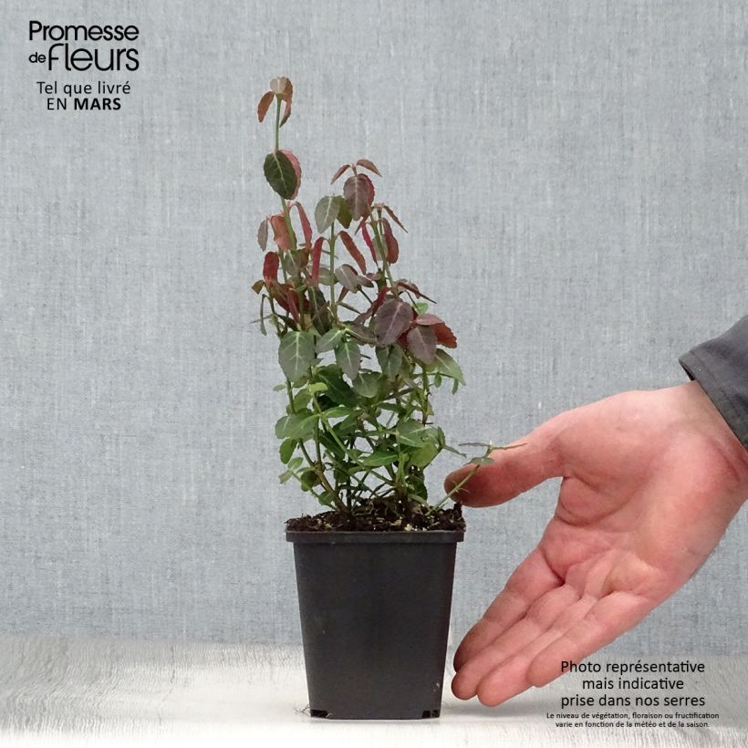 Example of Euonymus fortunei Radicans - Fusain rampant Godet de 8/9 cm as you get in printemps