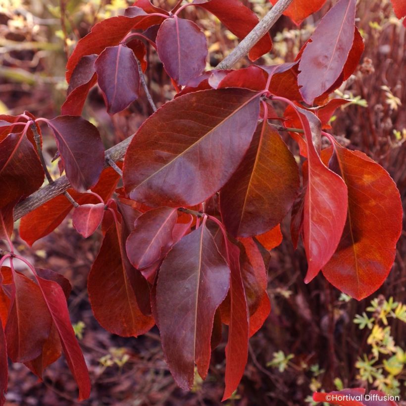 Euonymus grandiflorus Ruby Wine - Fusain (Foliage)