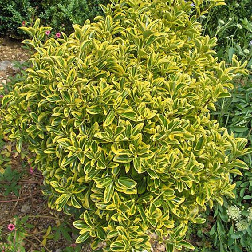 Euonymus japonicus Aureomarginatus - Fusain du Japon (Port)