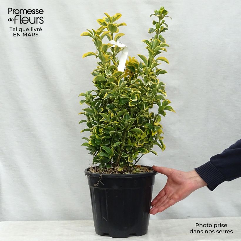 Spécimen de Euonymus japonicus Aureus - Fusain du Japon Pot de 7,5L/10L tel que livré au printemps
