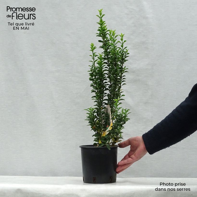 Spécimen de Euonymus japonicus Benkomasaki (Erecta) Pot de 2L/3L tel que livré au printemps