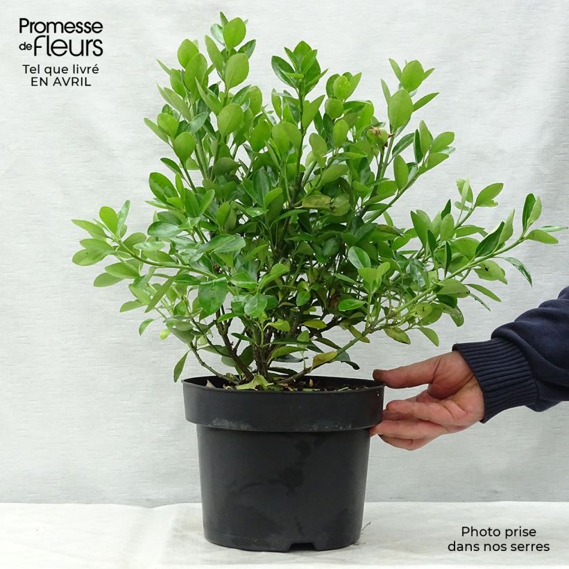 Example of Euonymus japonicus - Fusain du Japon Pot de 2L/3L as you get in printemps