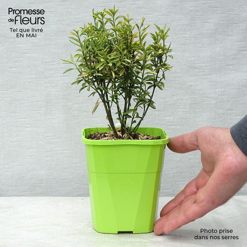 Spécimen de Euonymus japonicus Happiness - Fusain du Japon Pot de 1L/1,5L tel que livré au printemps