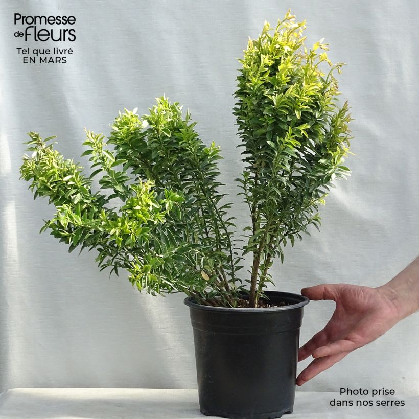 Spécimen de Euonymus japonicus Happiness - Fusain du Japon Pot de 4L/5L tel que livré au printemps