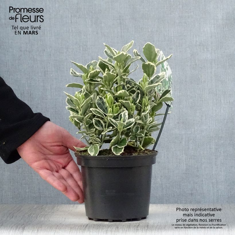 Spécimen de Euonymus japonicus Kathy - Fusain du Japon Pot de 2L/3L tel que livré au printemps