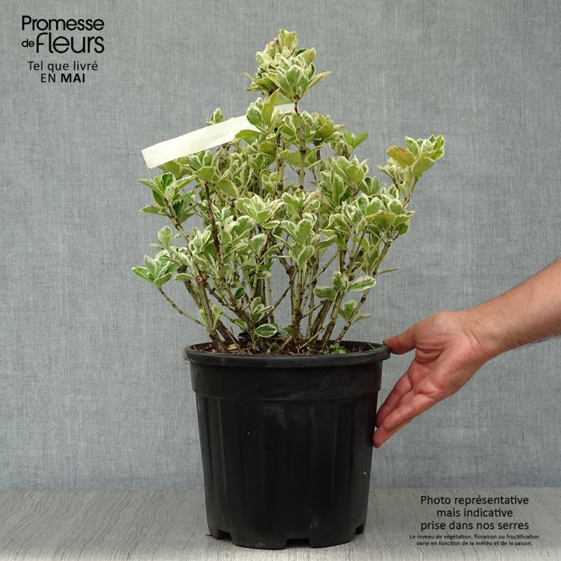Spécimen de Euonymus japonicus Kathy - Fusain du Japon Pot de 7,5L/10L tel que livré au printemps