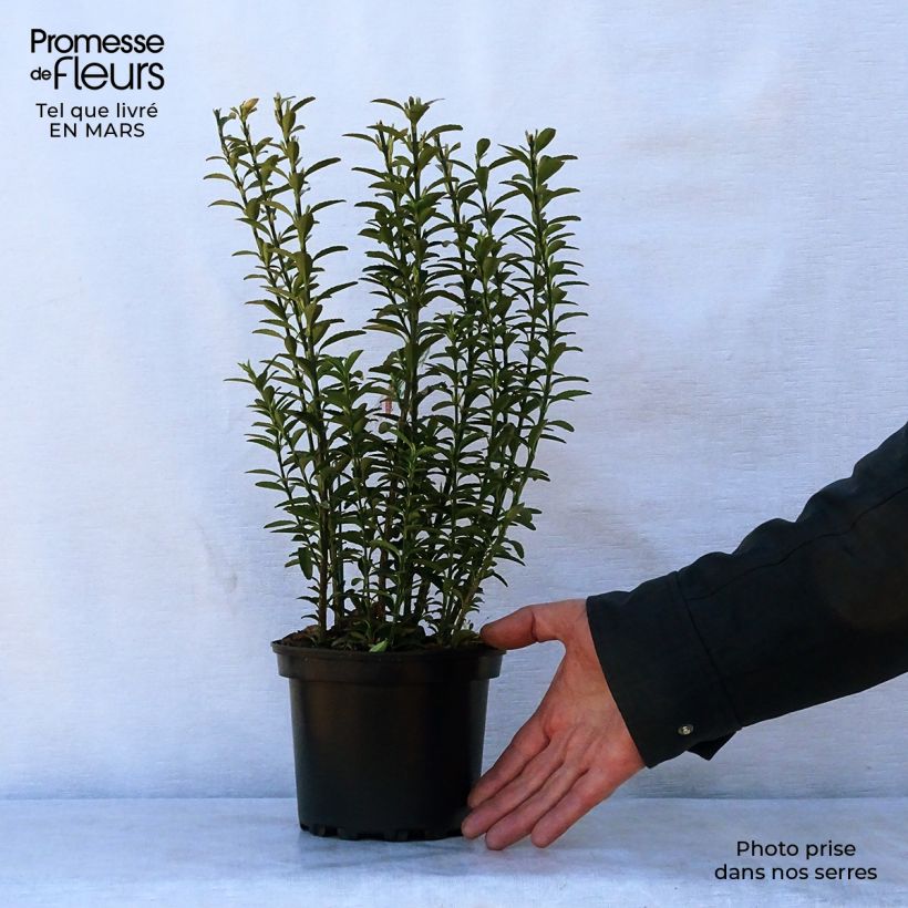 Spécimen de Euonymus japonicus Microphyllus  - Fusain du Japon Pot de 2L/3L tel que livré au printemps