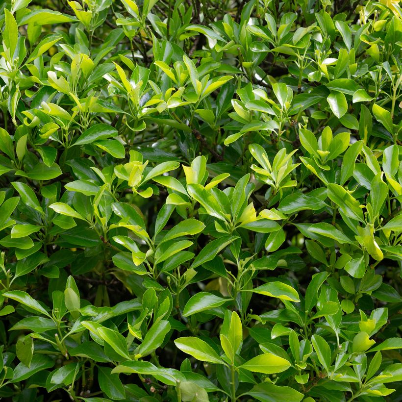 Euonymus japonicus Microphyllus  - Fusain du Japon (Feuillage)