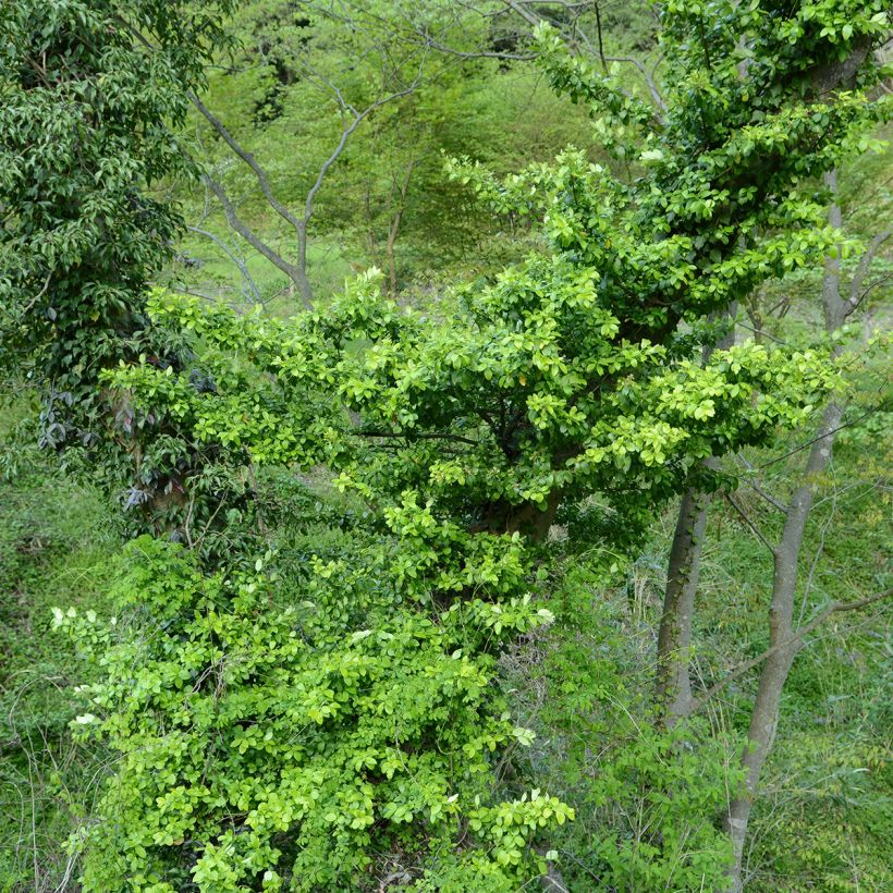 Euonymus japonicus Microphyllus  - Fusain du Japon (Port)