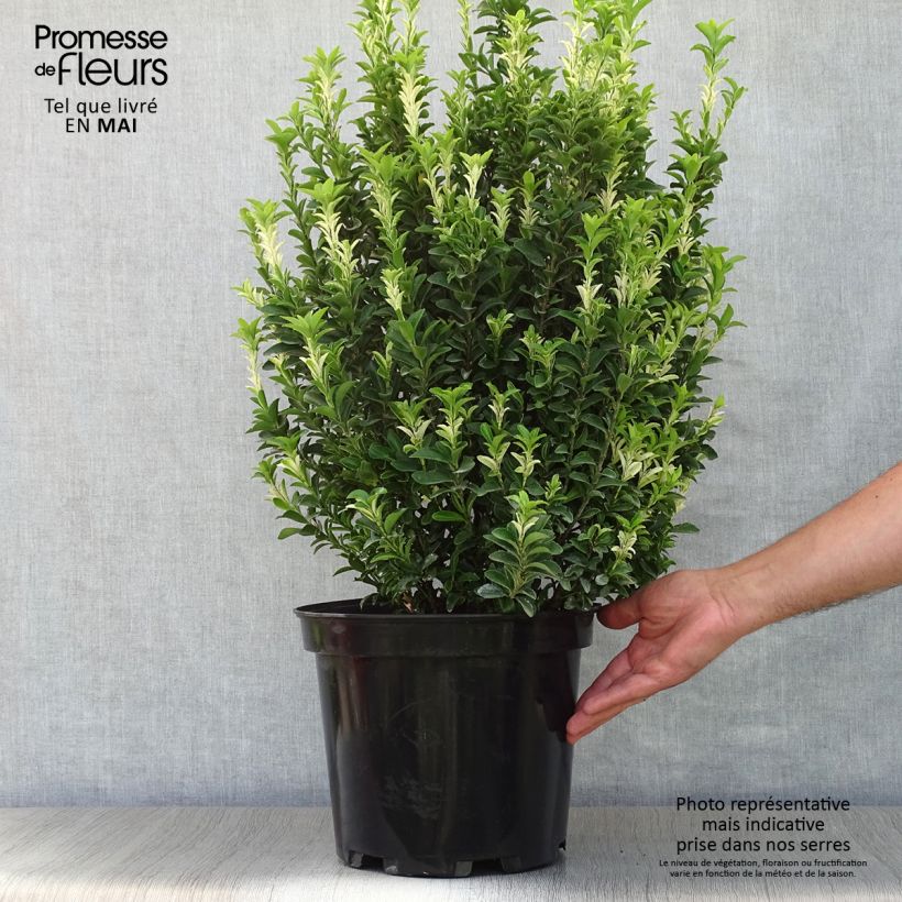 Spécimen de Euonymus japonicus Paloma Blanca - Fusain du Japon Pot de 7,5L/10L tel que livré au printemps