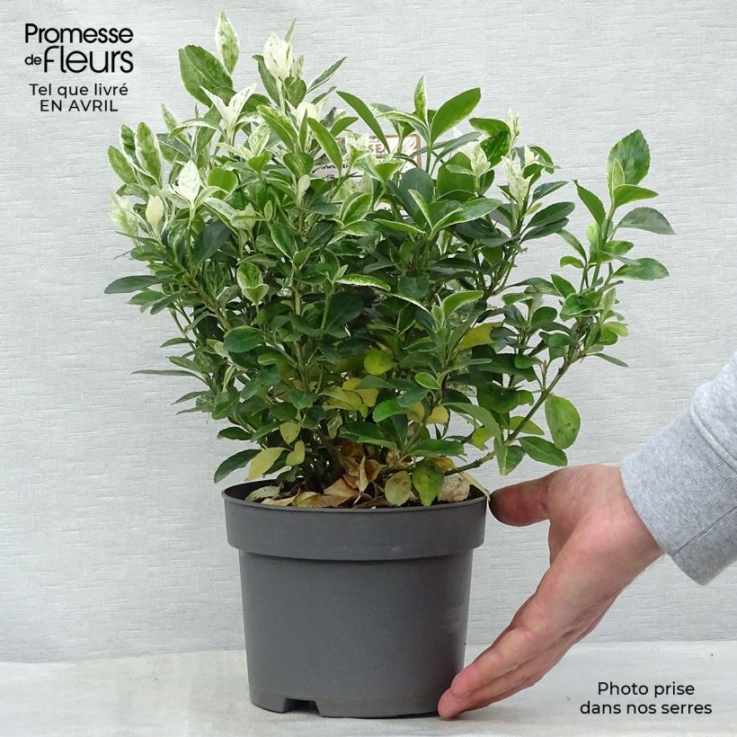 Spécimen de Euonymus japonicus Pierrolino - Fusain du Japon Pot de 1,5L/2L tel que livré au printemps