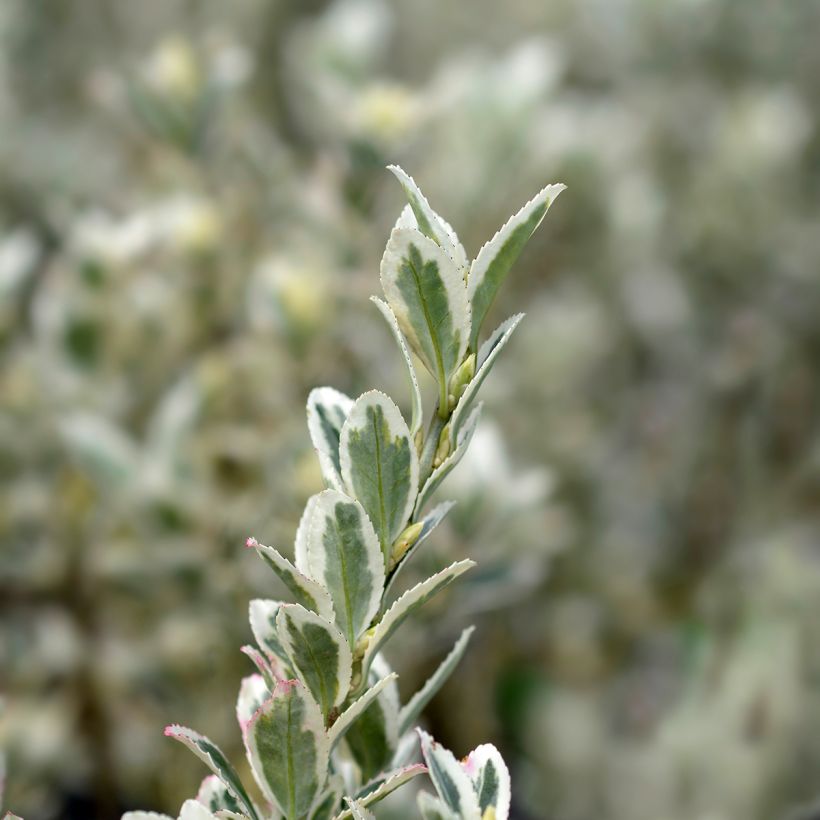 Euonymus japonicus White Spire - Fusain du Japon (Feuillage)