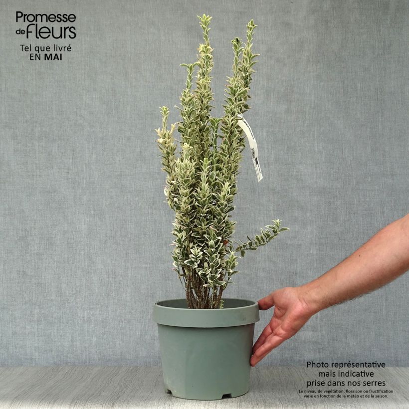 Spécimen de Euonymus japonicus White Spire - Fusain du Japon Pot de 7,5L/10L tel que livré au printemps