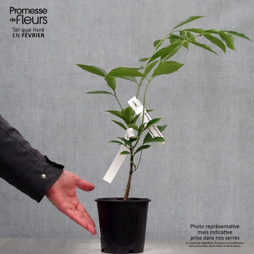 Spécimen de Euonymus myrianthus - Fusain de Chine  Pot de 2L/3L tel que livré en hiver