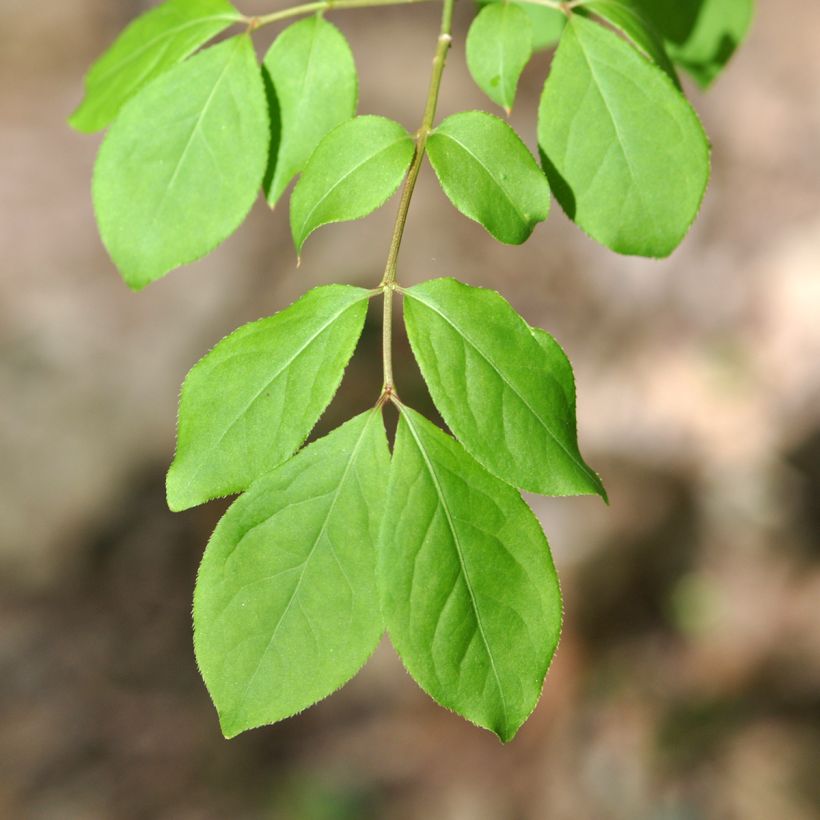 Euonymus oxyphyllus - Fusain de Corée (Feuillage)