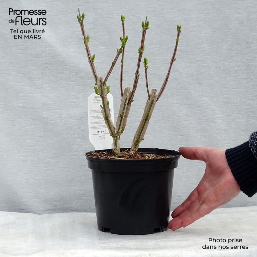Spécimen de Euonymus phellomanus - Fusain de Chine Pot de 2L/3L tel que livré au printemps