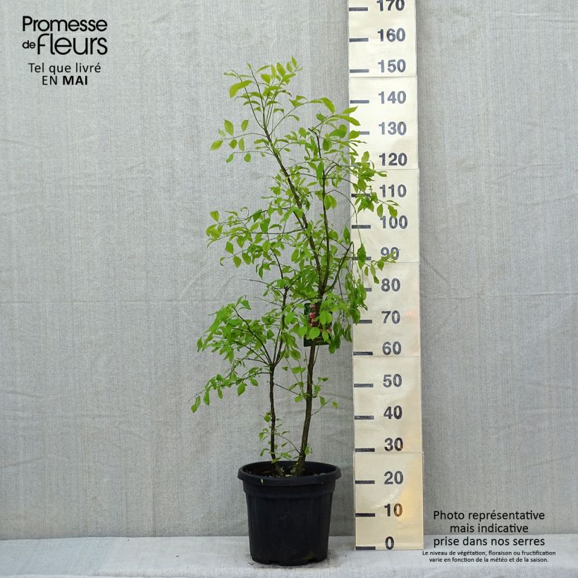 Spécimen de Euonymus phellomanus - Fusain de Chine Pot de 12L/15L tel que livré au printemps