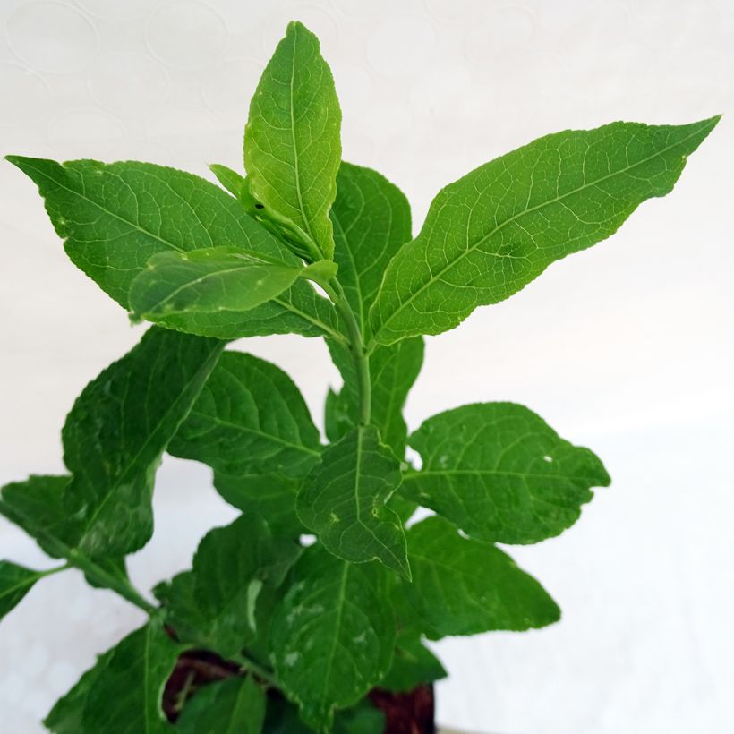 Euonymus planipes - Fusain (Foliage)