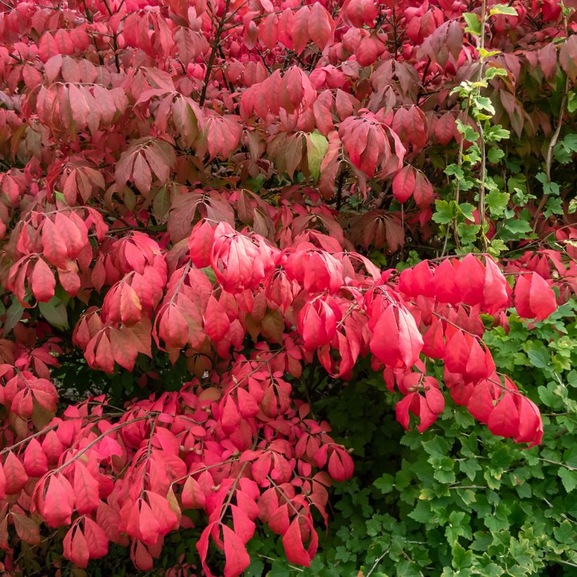 Euonymus alatus Blade Runner - Fusain ailé nain (Feuillage)