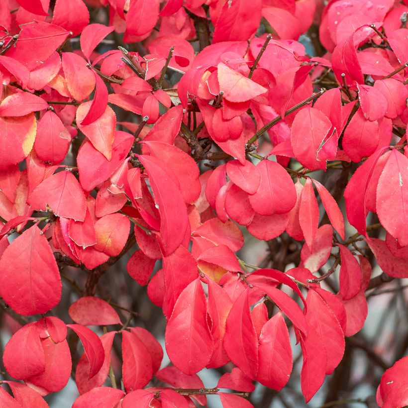 Euonymus alatus Fire Ball - Fusain ailé nain (Foliage)