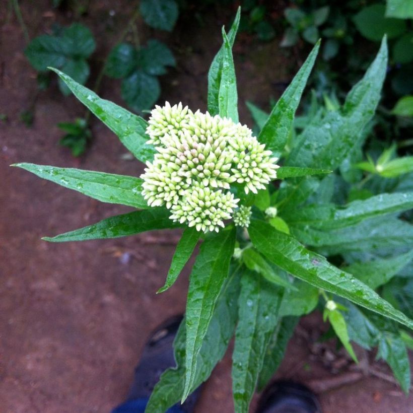 Eupatorium chinensis, Eupatoire (Flowering)