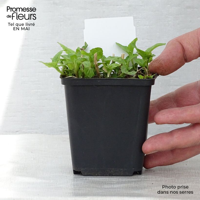 Spécimen de Eupatorium coelestinum, Eupatoire Godet de 8/9 cm tel que livré au printemps