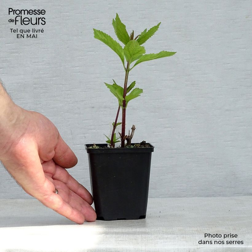 Spécimen de Eupatorium maculatum Phantom - Eupatoire Godet de 8/9 cm tel que livré au printemps