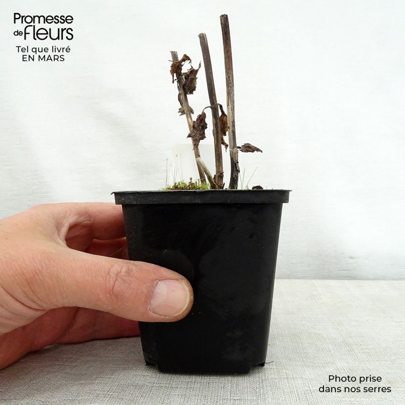 Spécimen de Eupatorium rugosum braunlaub ou Ageratina altissima Godet de 8/9 cm tel que livré au printemps