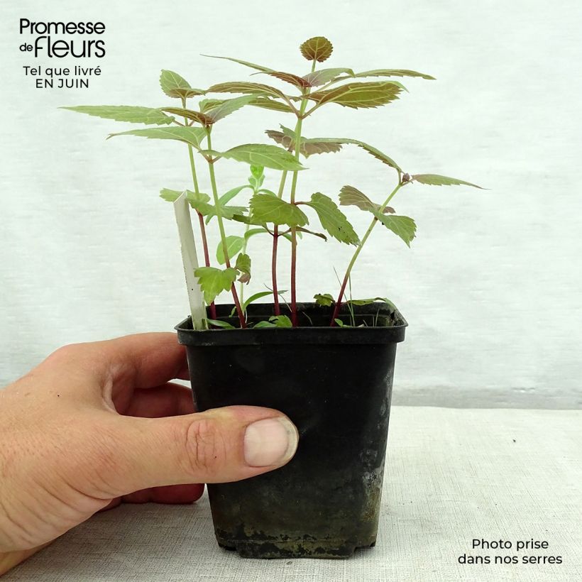 Spécimen de Eupatorium rugosum braunlaub ou Ageratina altissima Godet de 8/9 cm tel que livré en été