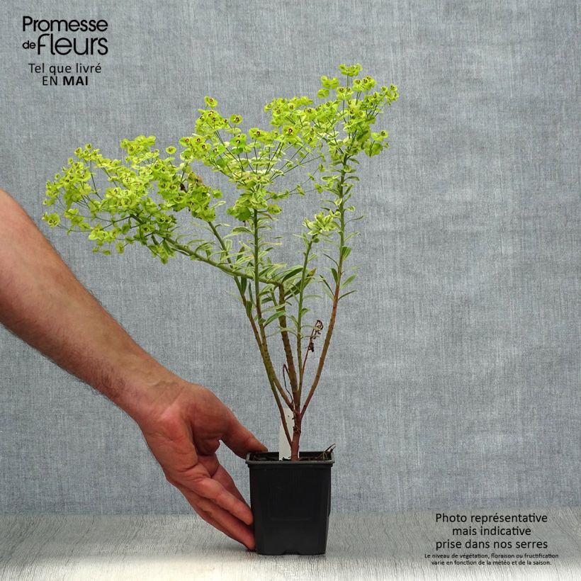 Spécimen de Euphorbe Ascot Rainbow Godet de 8/9 cm tel que livré au printemps