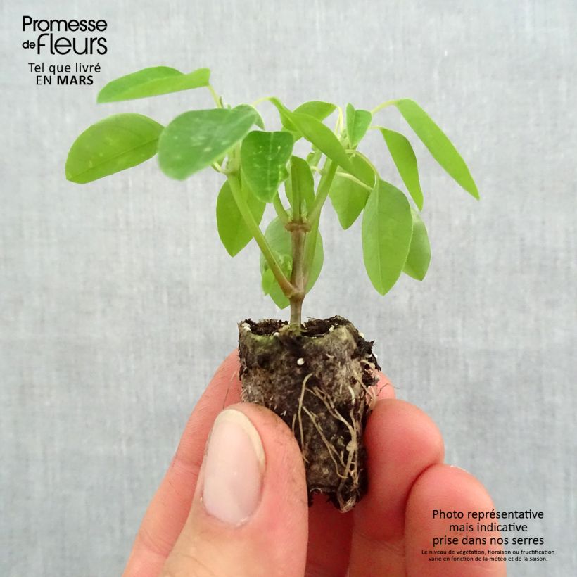 Spécimen de Euphorbe Diamond Frost - Chamaesyce hypericifolia  Mini-motte Ø 1,5/2,5 cm, Plant vert de 5 à 10 cm de haut tel que livré au printemps