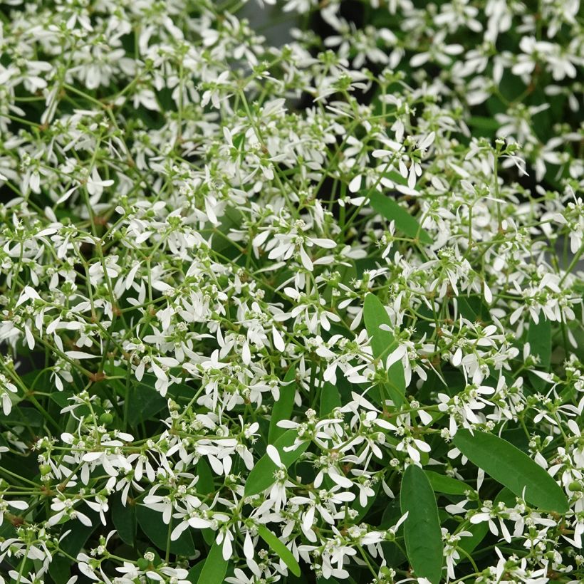 Euphorbe Diamond Frost - Chamaesyce hypericifolia  (Feuillage)