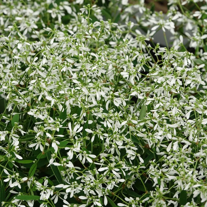Euphorbe Diamond Frost - Chamaesyce hypericifolia  (Floraison)