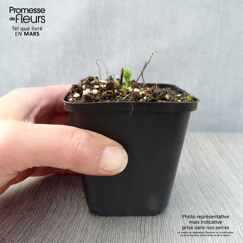 Spécimen de Euphorbe Petit-Cyprès - Euphorbia cyparissias Godet de 8/9 cm tel que livré au printemps
