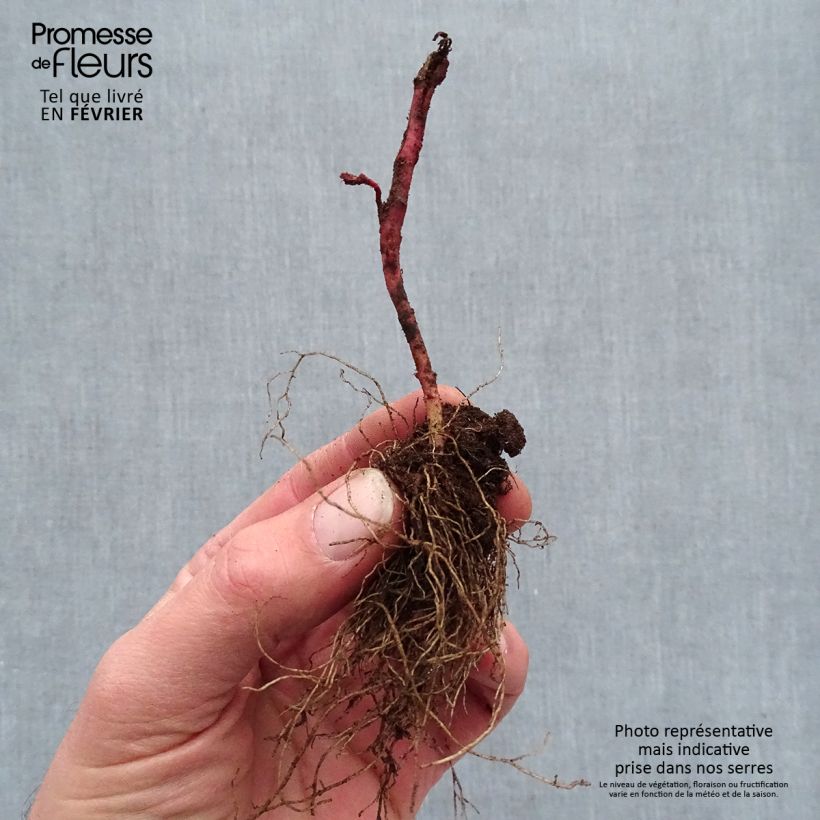 Spécimen de Euphorbe amygdaloïdes Frosted Flame Racines nues, Qualité premium tel que livré en hiver