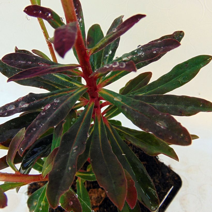 Euphorbia amygdaloides purpurea - Euphorbe des bois pourpre (Foliage)