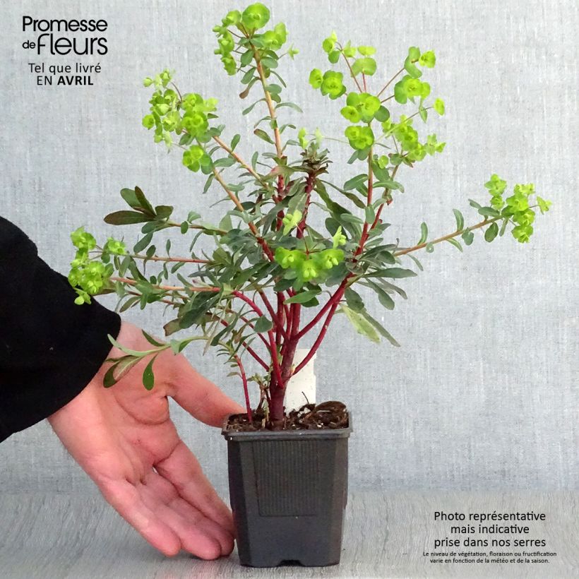 Example of Euphorbia amygdaloides purpurea - Euphorbe des bois pourpre Godet de 8/9 cm as you get in printemps