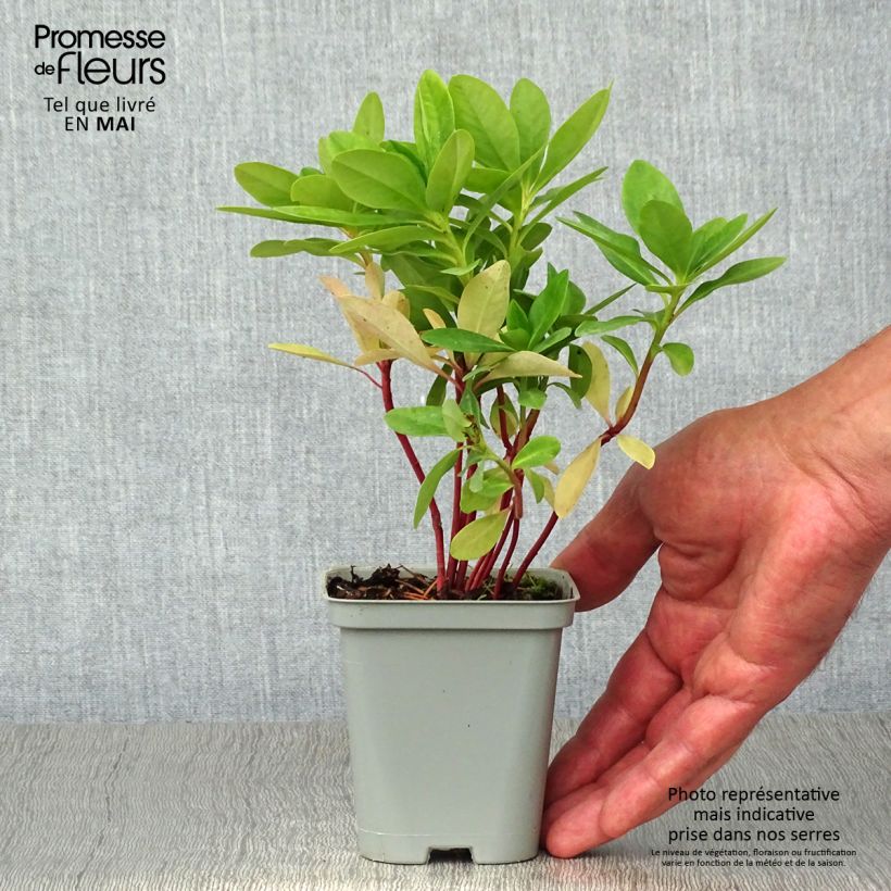 Spécimen de Euphorbe amygdaloïdes var. robbiae Godet de 8/9 cm tel que livré au printemps