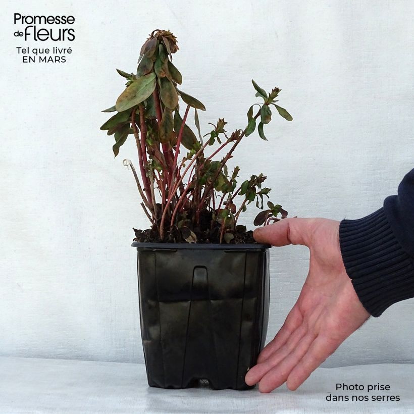 Spécimen de Euphorbe amygdaloïdes var. robbiae Pot de 2L/3L tel que livré au printemps