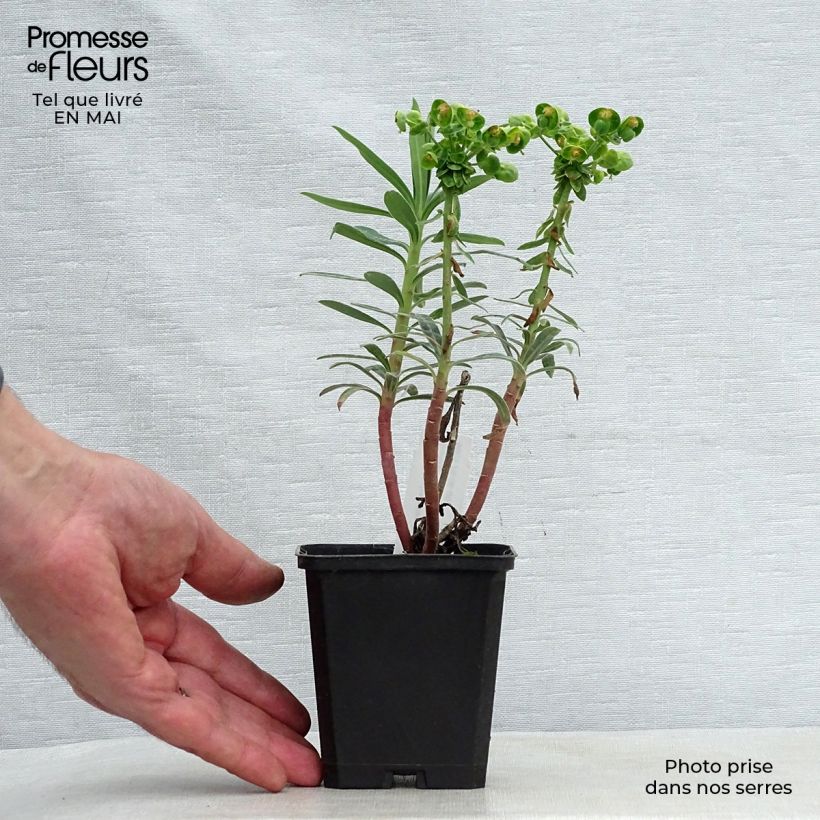Spécimen de Euphorbe characias Blue Wonder Godet de 8/9 cm tel que livré au printemps