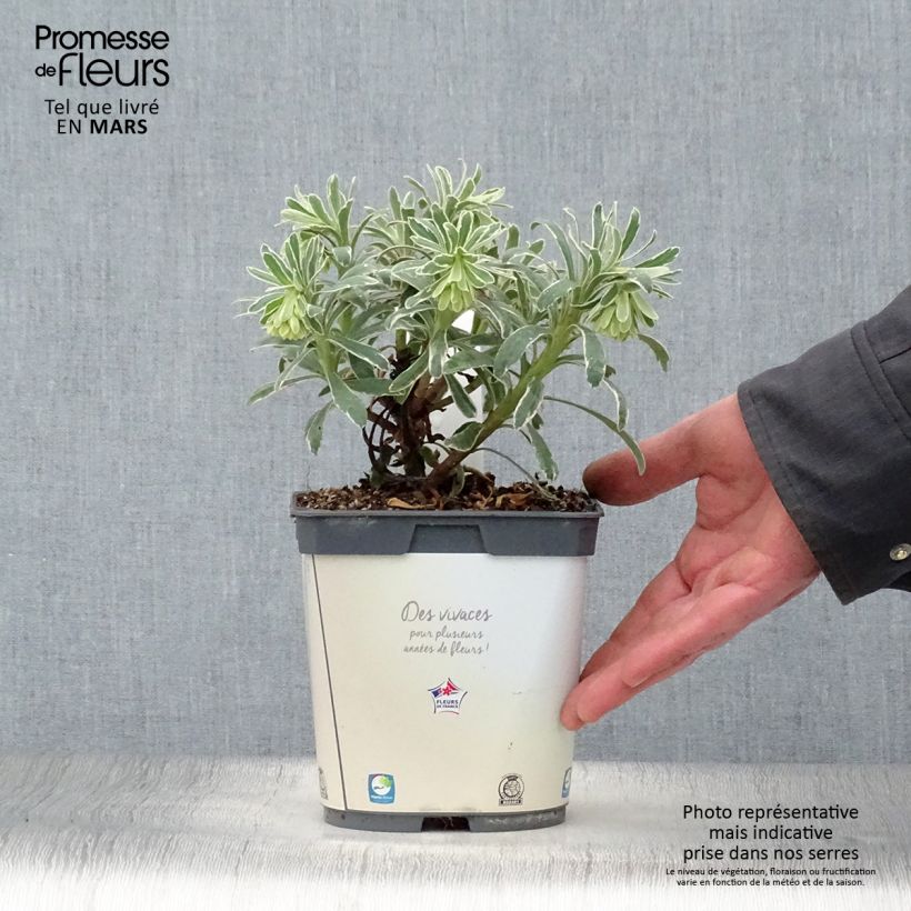 Spécimen de Euphorbe characias Glacier Blue Pot de 1,5L/2L tel que livré au printemps