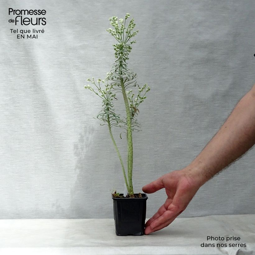Spécimen de Euphorbe characias Glacier Blue Godet de 8/9 cm tel que livré au printemps